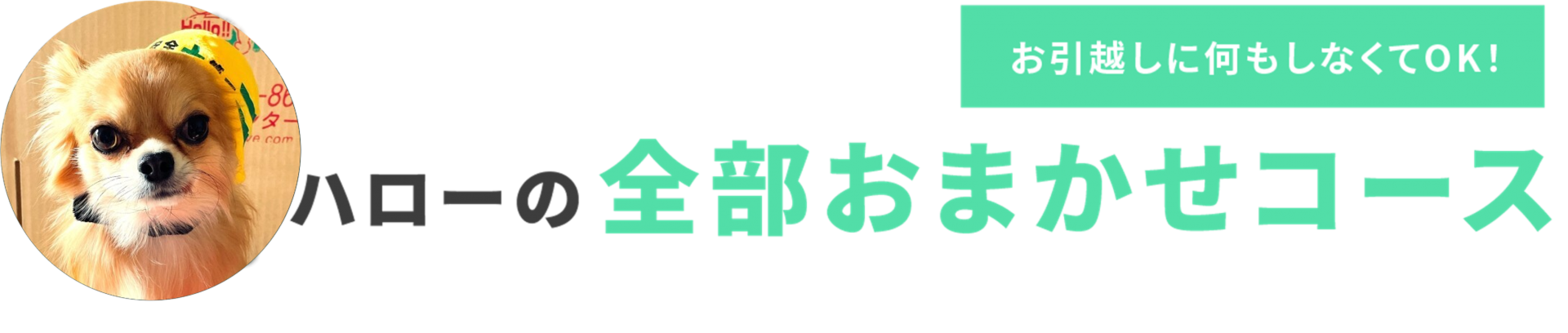 全部おまかせコース